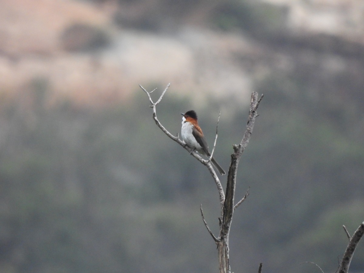 Chestnut Bulbul - ML614727060