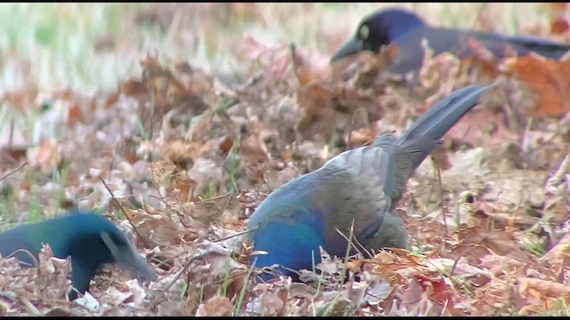 Common Grackle - ML614727122