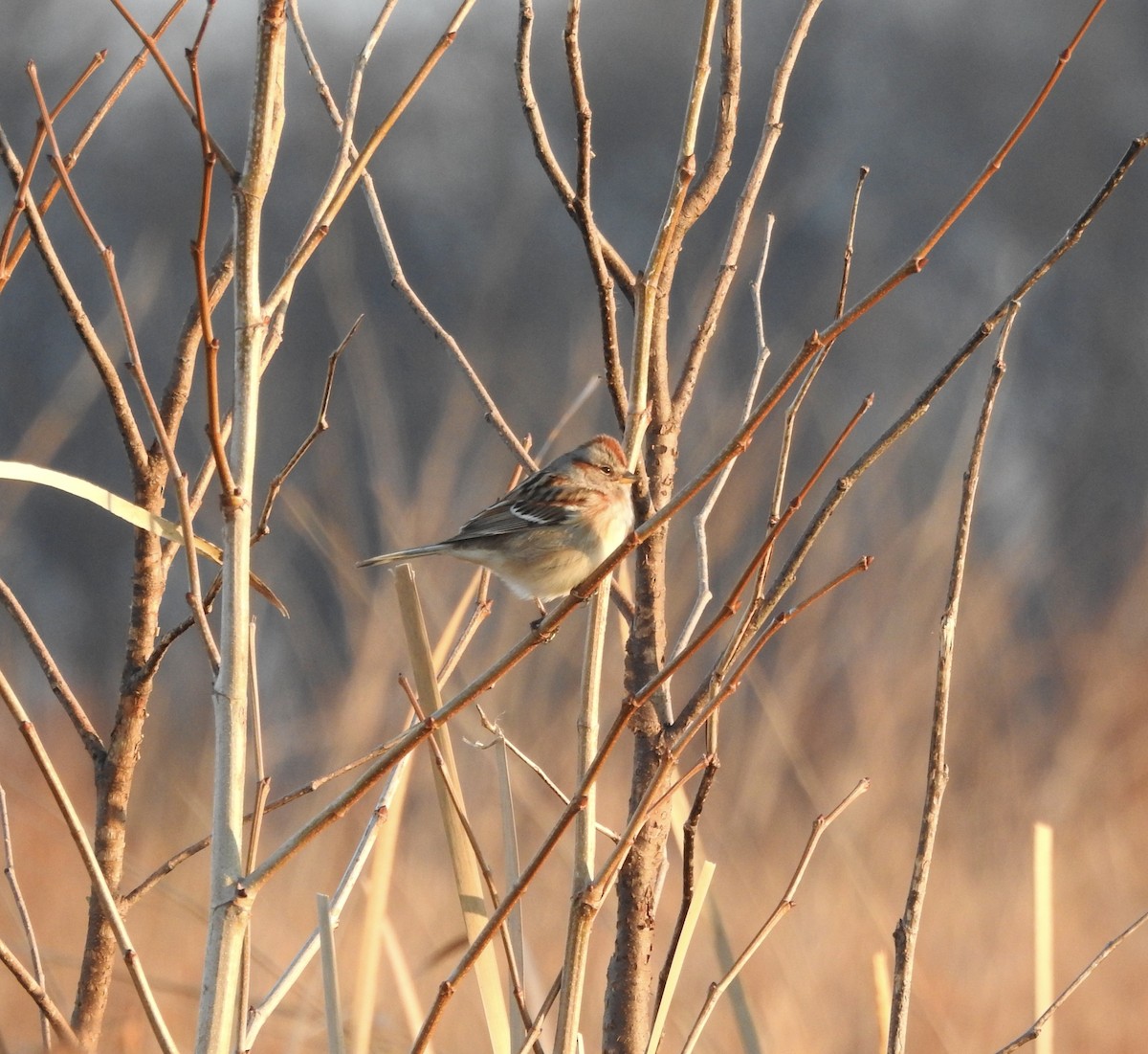 Spizella sp./American Tree Sparrow - ML614727137
