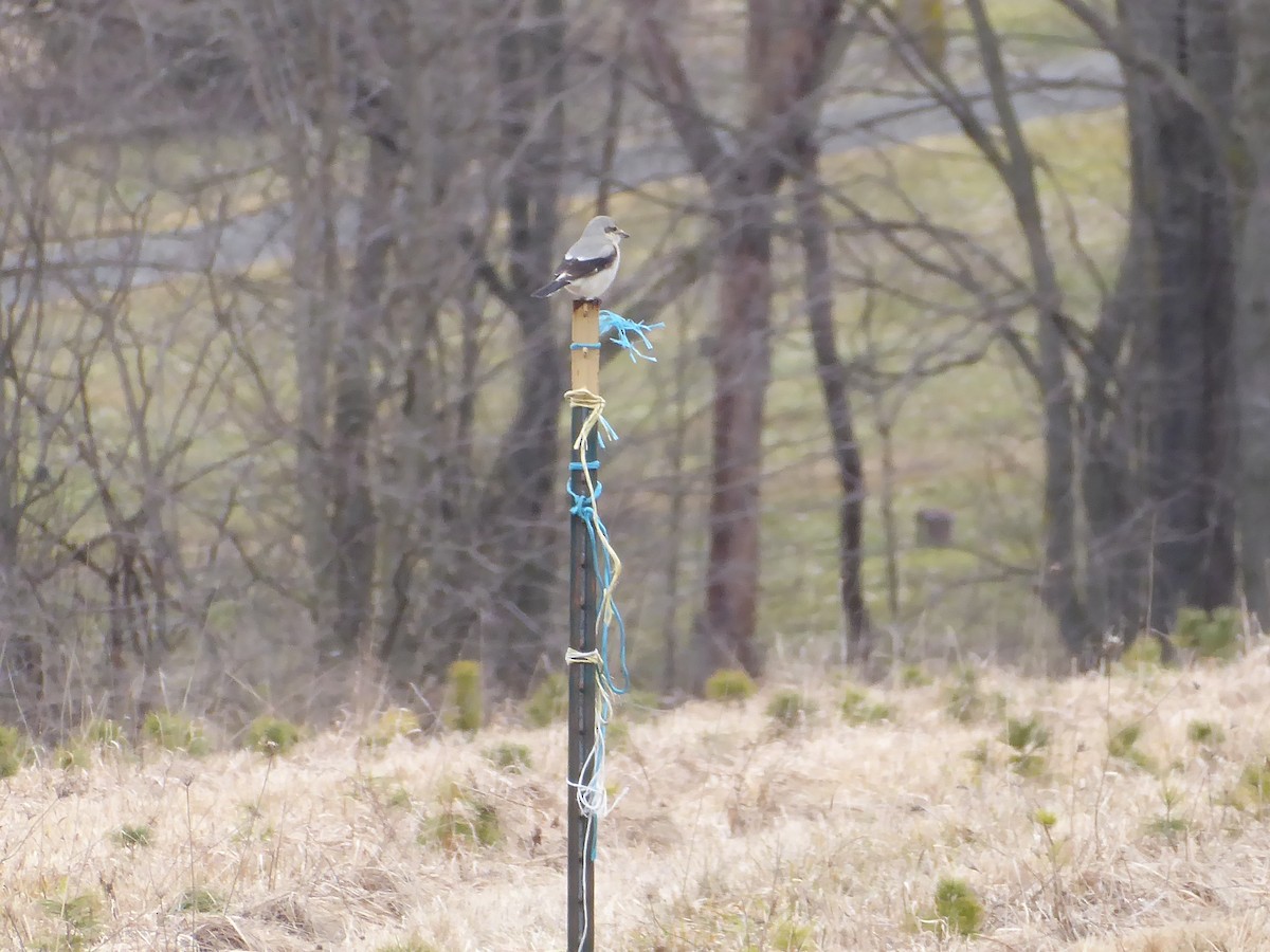 Northern Shrike - ML614727169