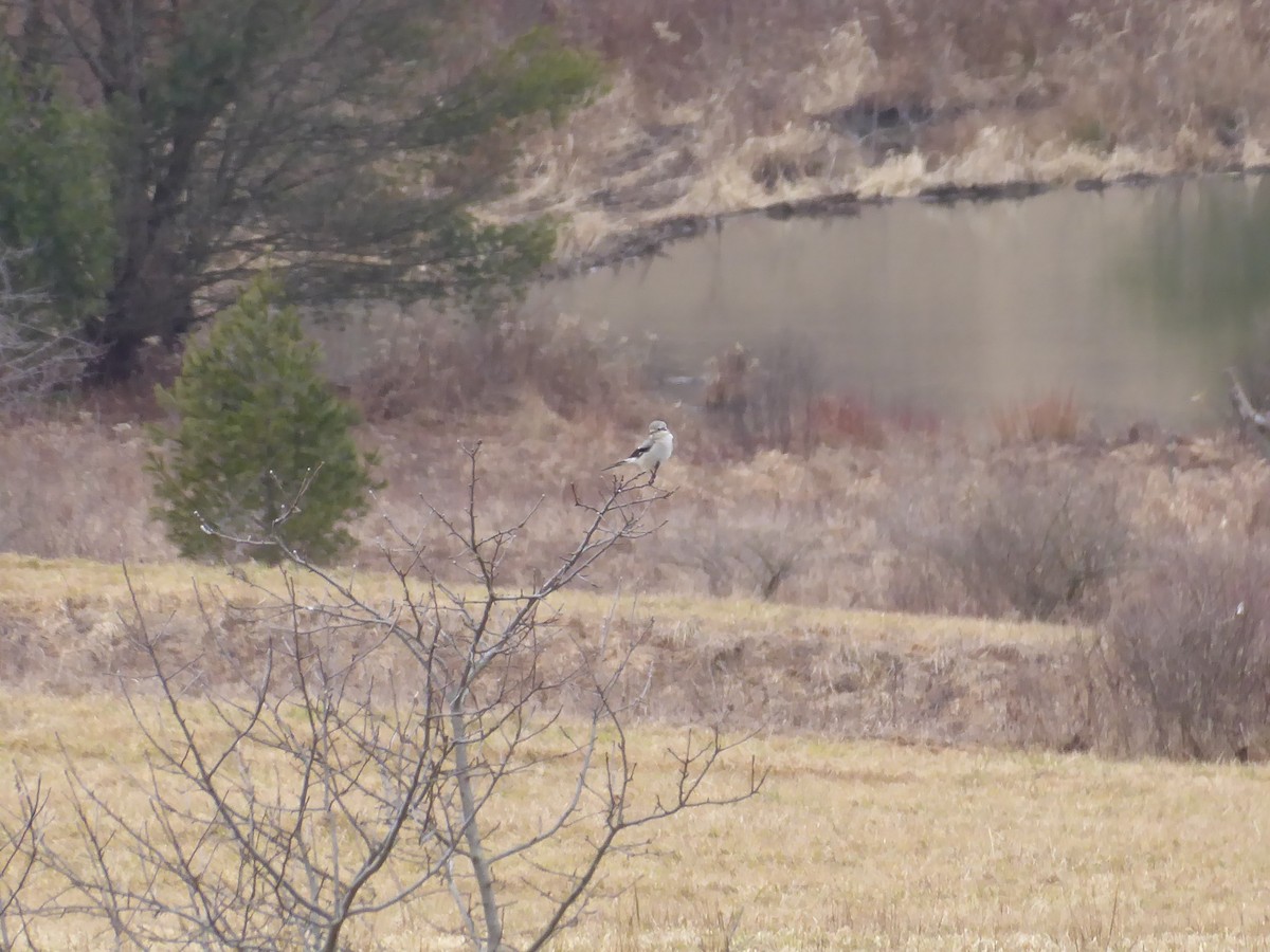 Northern Shrike - ML614727203