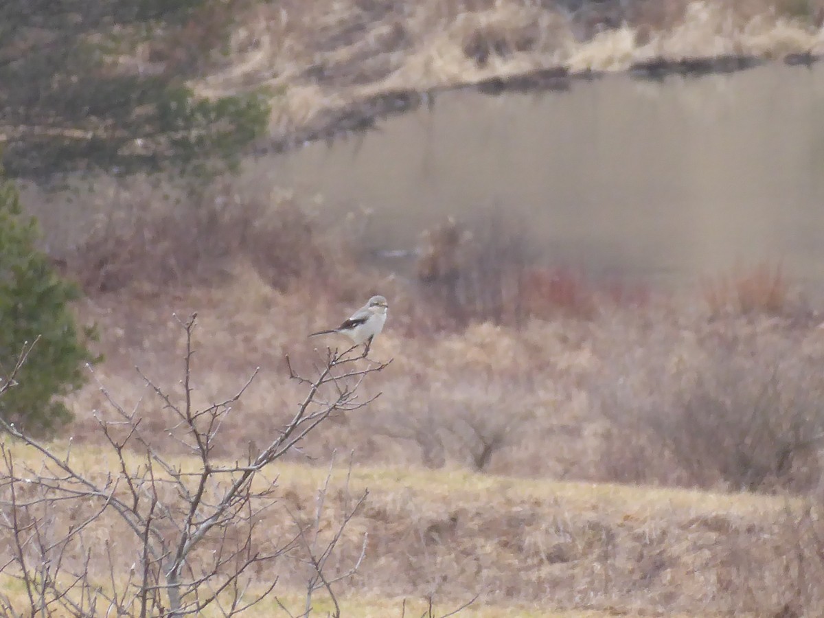 Northern Shrike - ML614727216