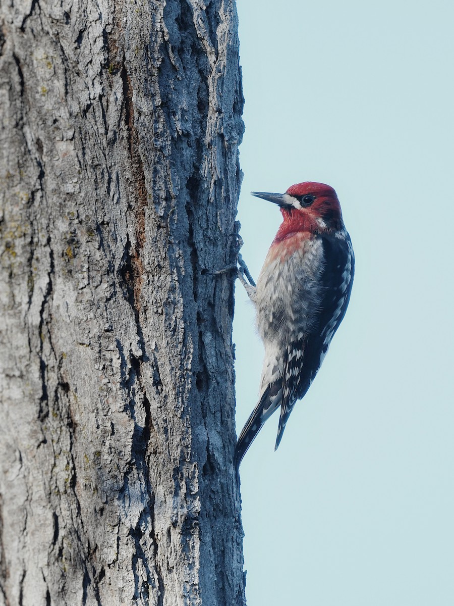 Red-breasted Sapsucker - ML614727275