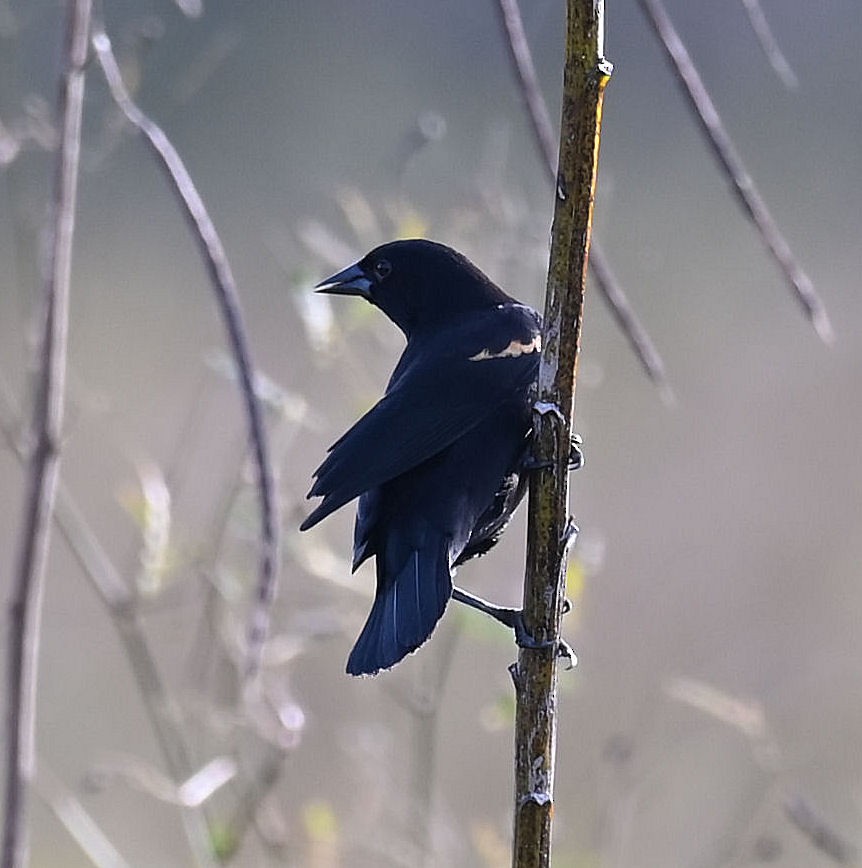 Red-shouldered Blackbird - ML614727344