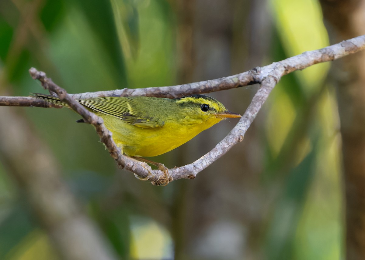 Sulphur-breasted Warbler - ML614727367