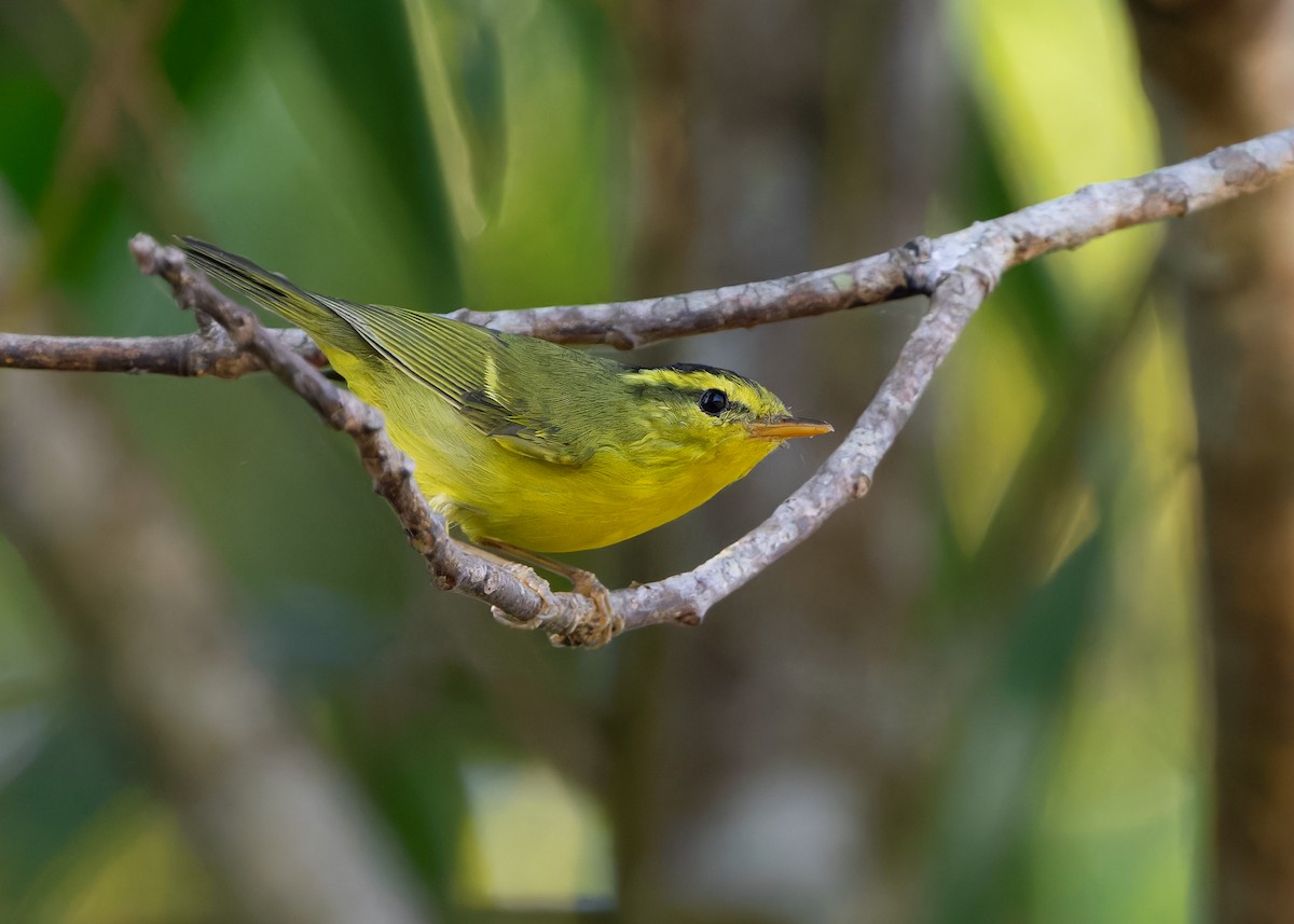 Sulphur-breasted Warbler - ML614727368