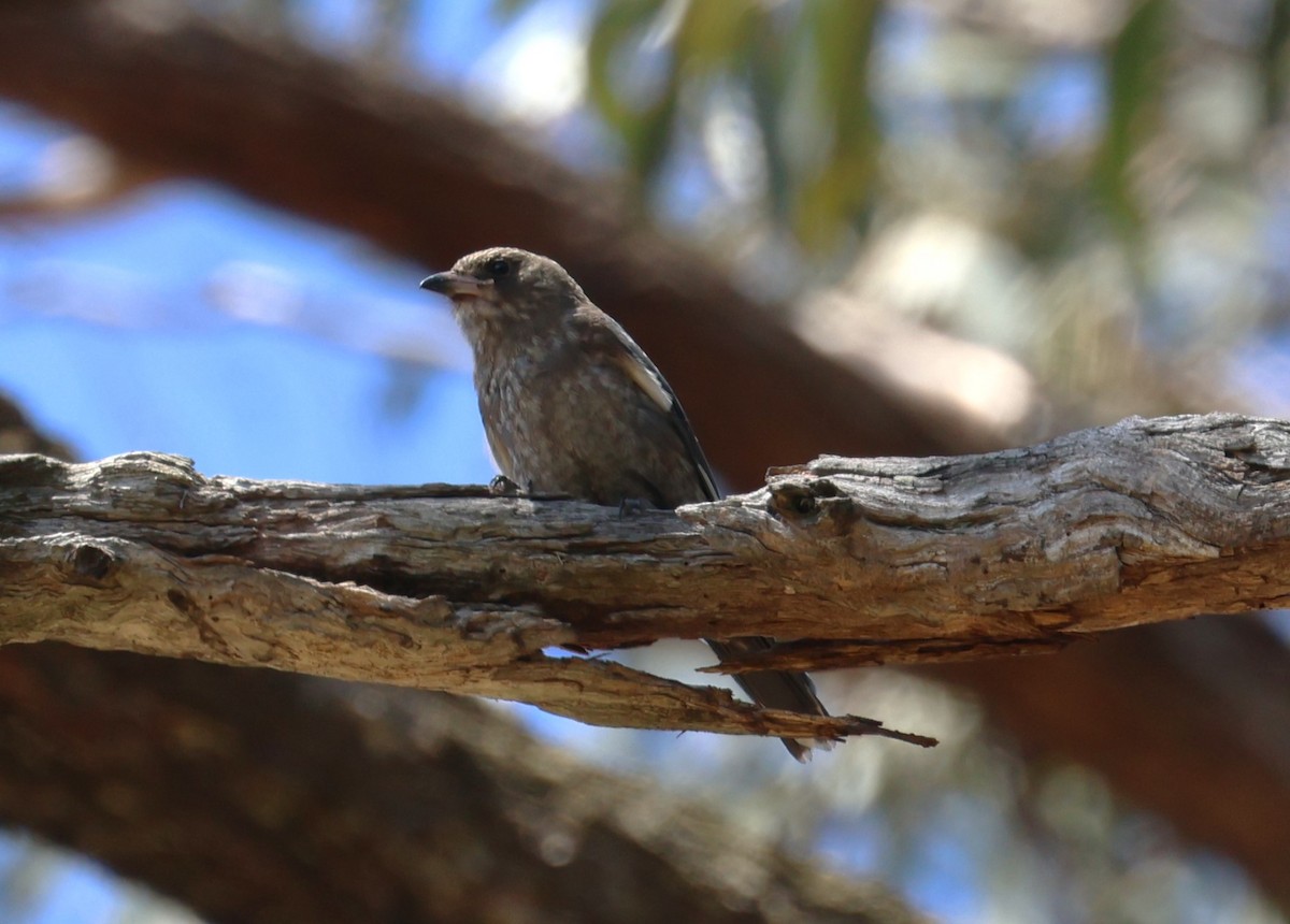 Dusky Woodswallow - Lorix Bertling