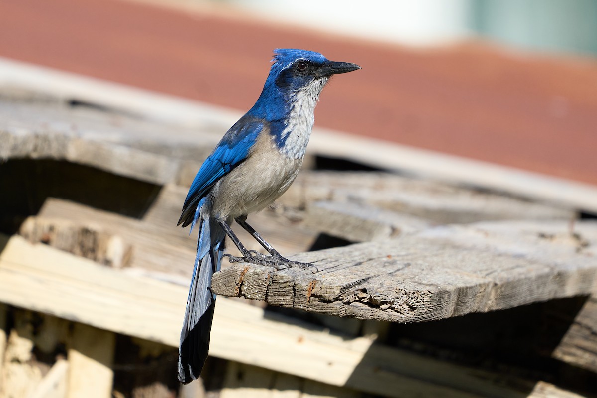 Island Scrub-Jay - ML614727499