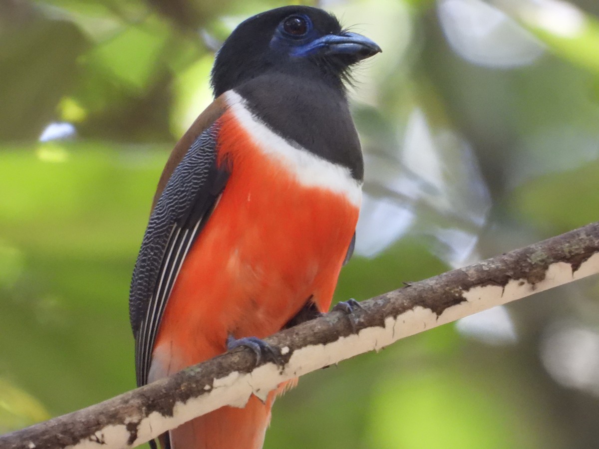 Malabar Trogon - Ananth Kaitharam