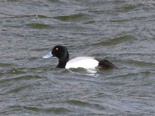 Greater Scaup - ML614727524