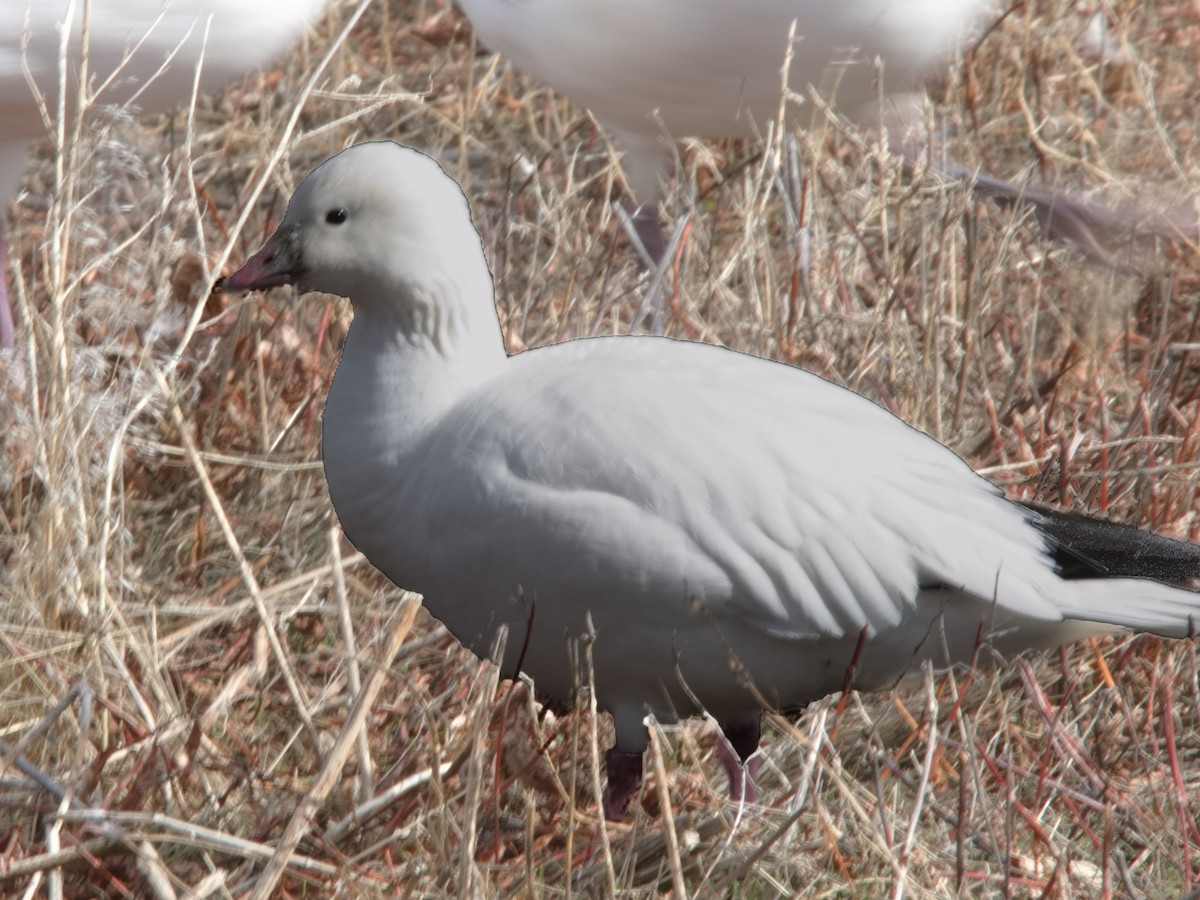 Ross's Goose - ML614727556