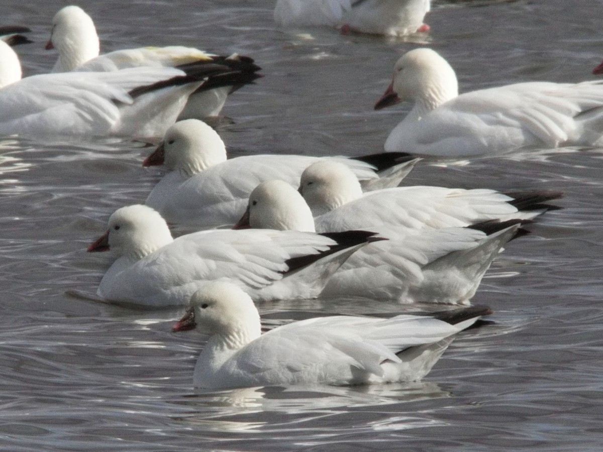 Ross's Goose - ML614727557