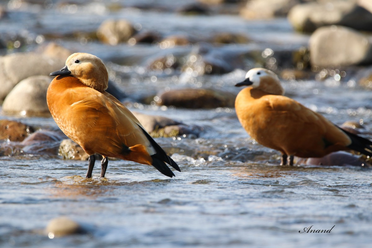 Ruddy Shelduck - ML614727565