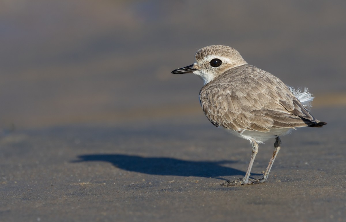 Snowy Plover - ML614727584