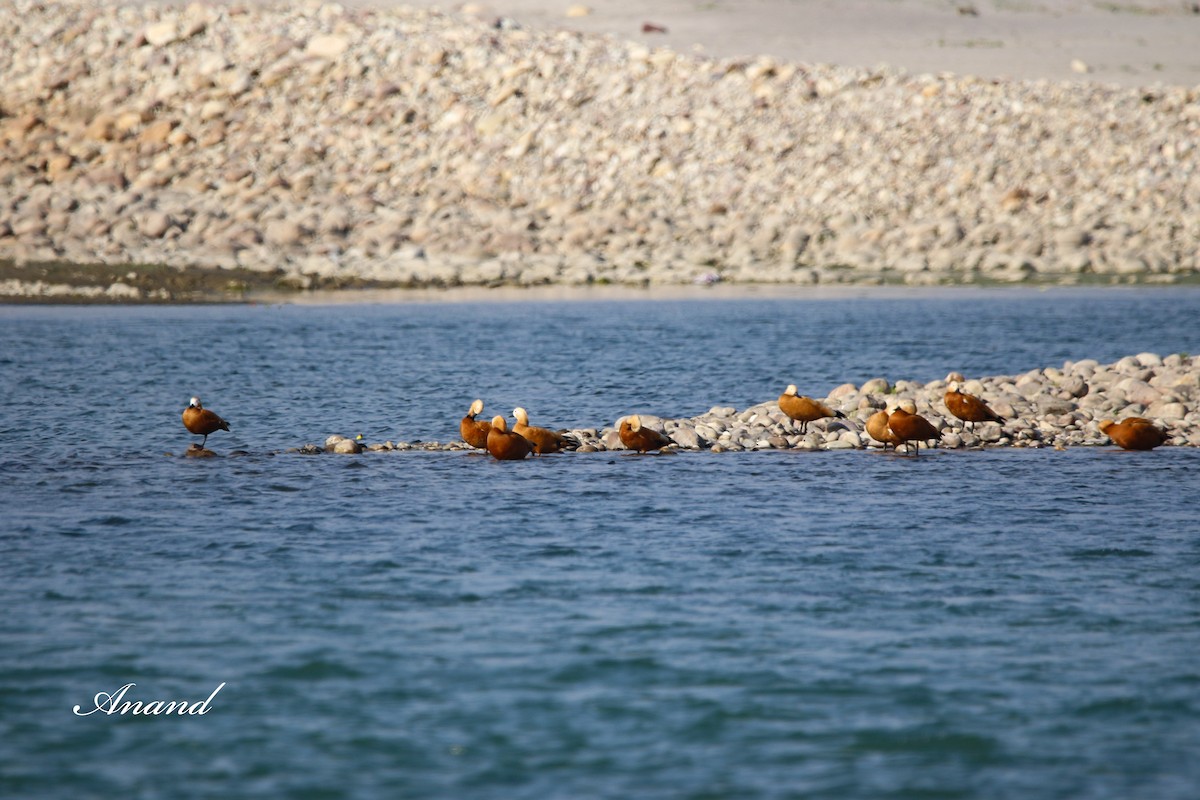 Ruddy Shelduck - ML614727596