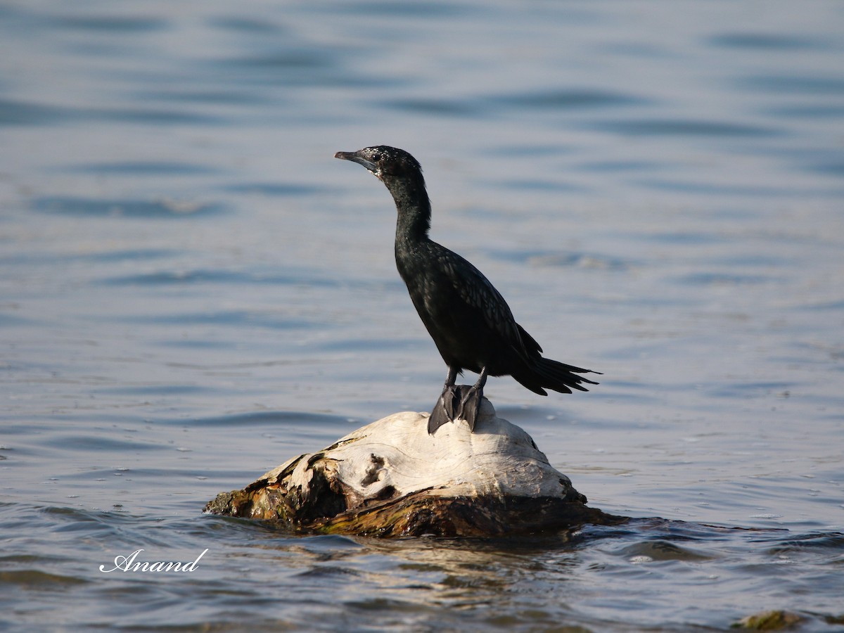 Little Cormorant - ML614727604