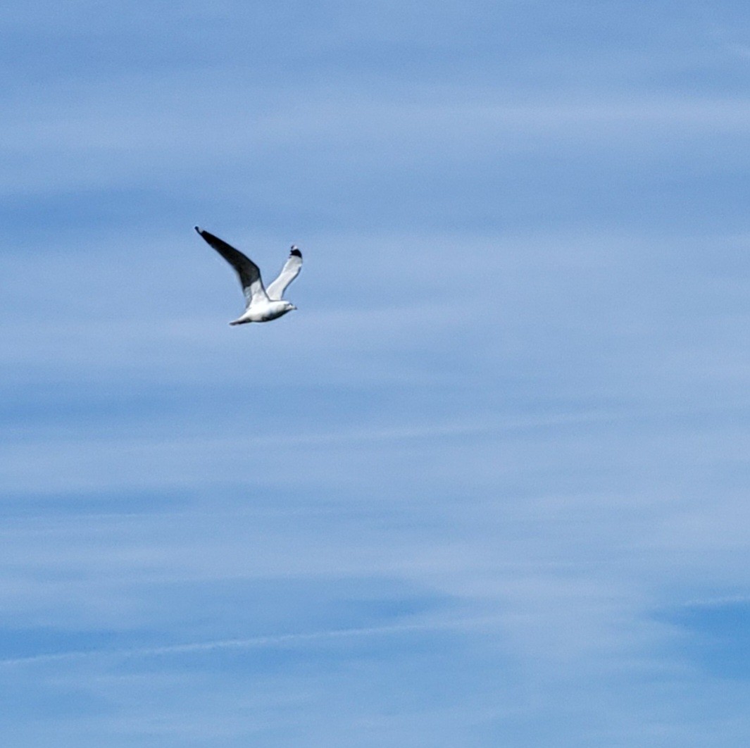 American Herring Gull - ML614727608