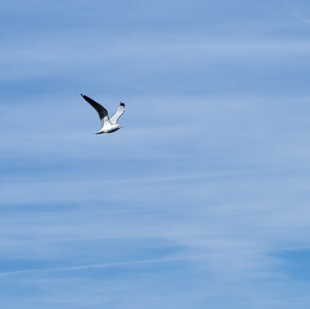 Herring Gull - ML614727608