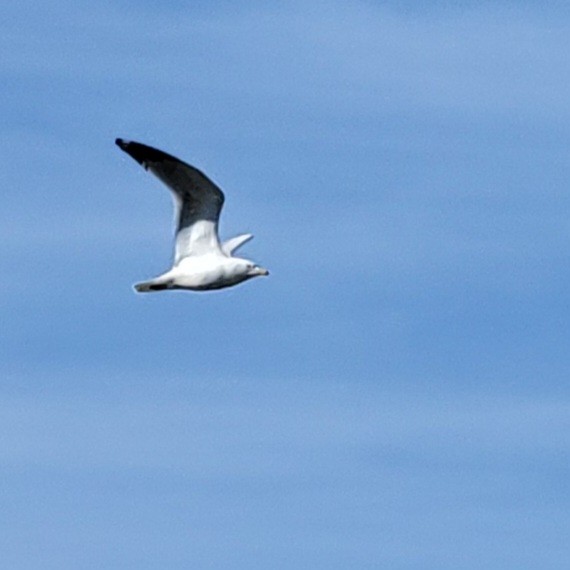American Herring Gull - ML614727610