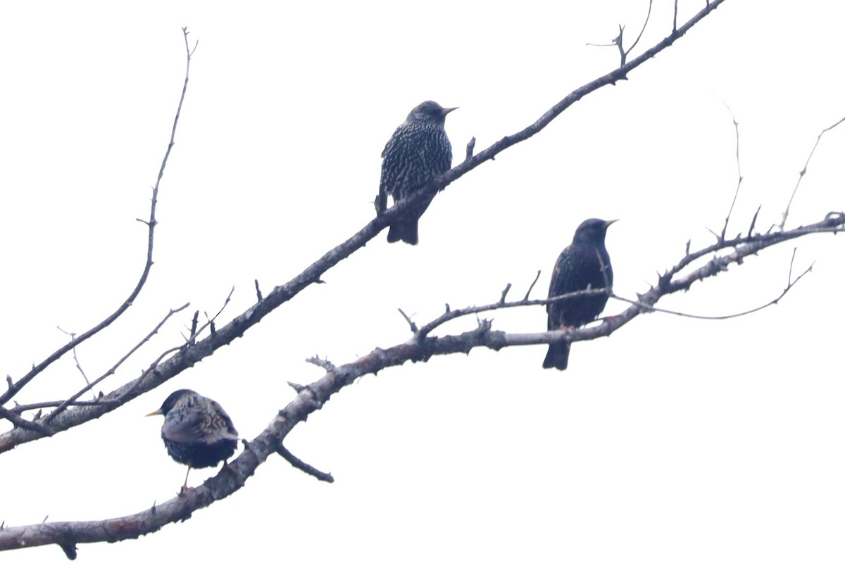 Étourneau sansonnet - ML614727662