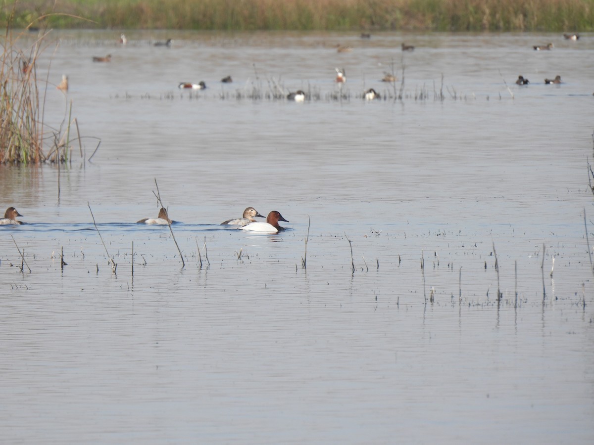 Canvasback - ML614727683