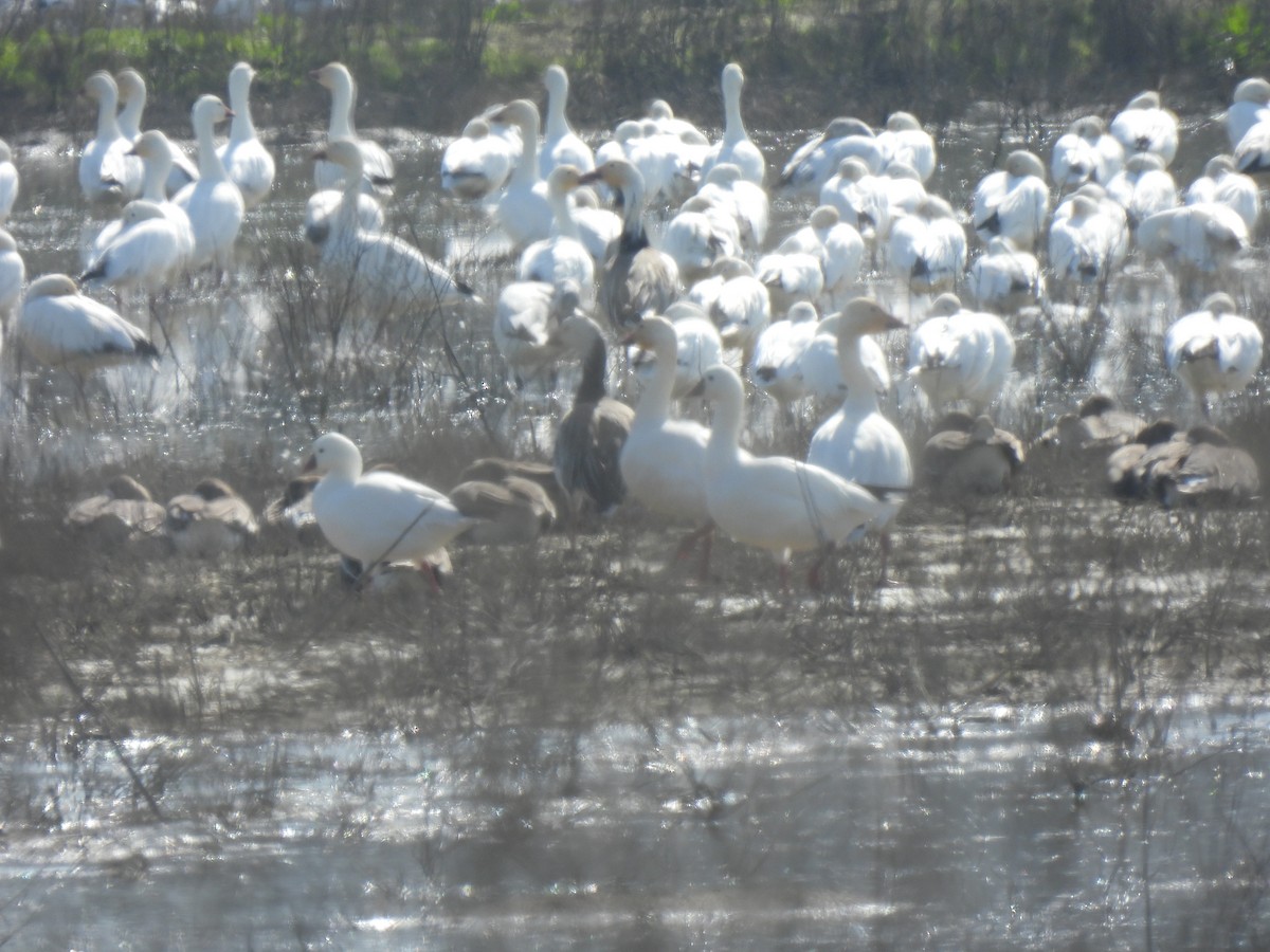 Ross's Goose - ML614727722