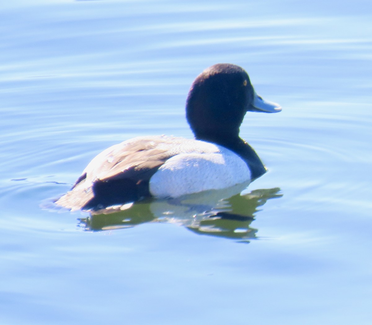 Greater Scaup - ML614727723