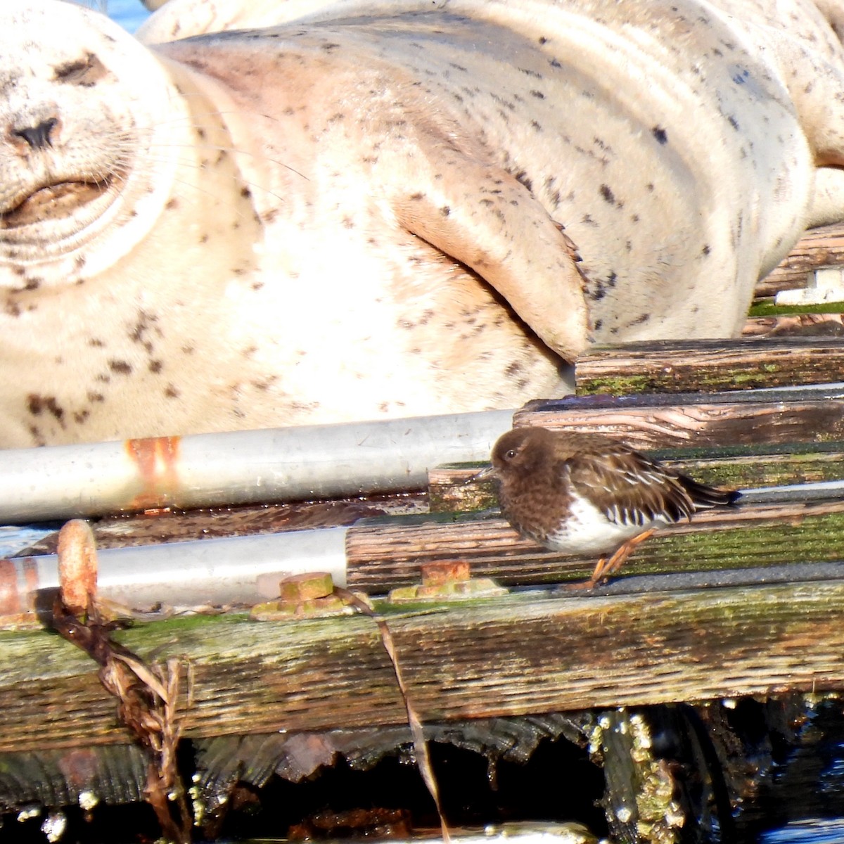 Black Turnstone - ML614727823