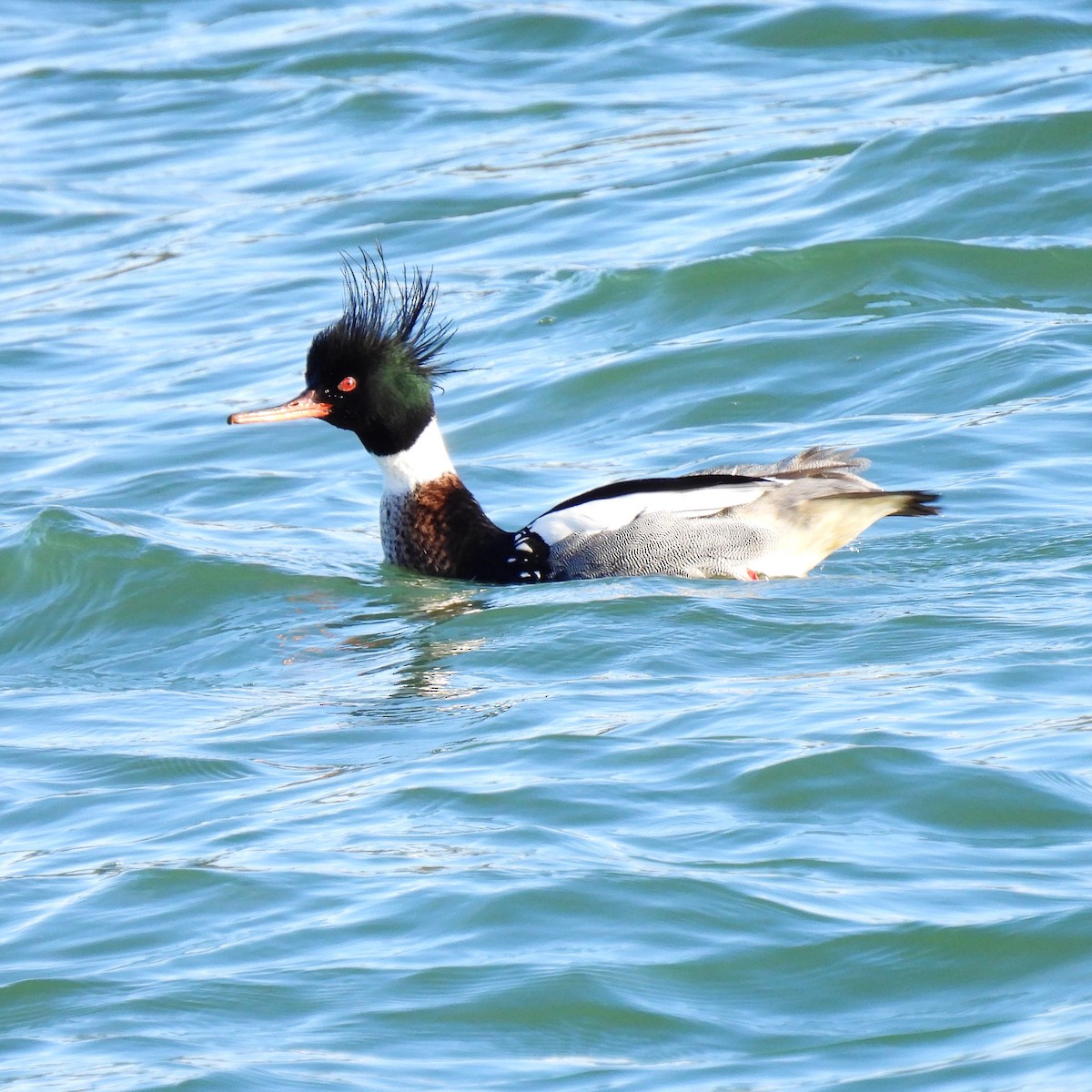 Red-breasted Merganser - ML614727852