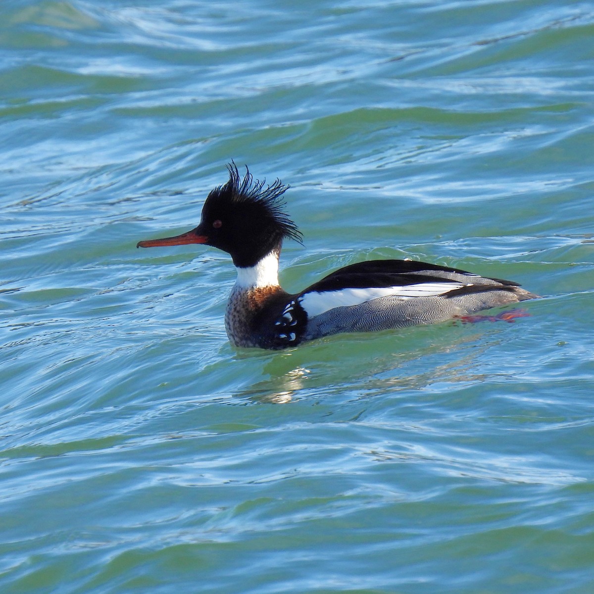 Red-breasted Merganser - ML614727853