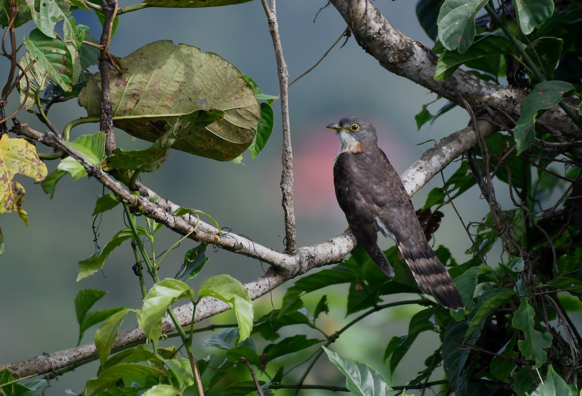 Dark Hawk-Cuckoo - Enoch Cheuk