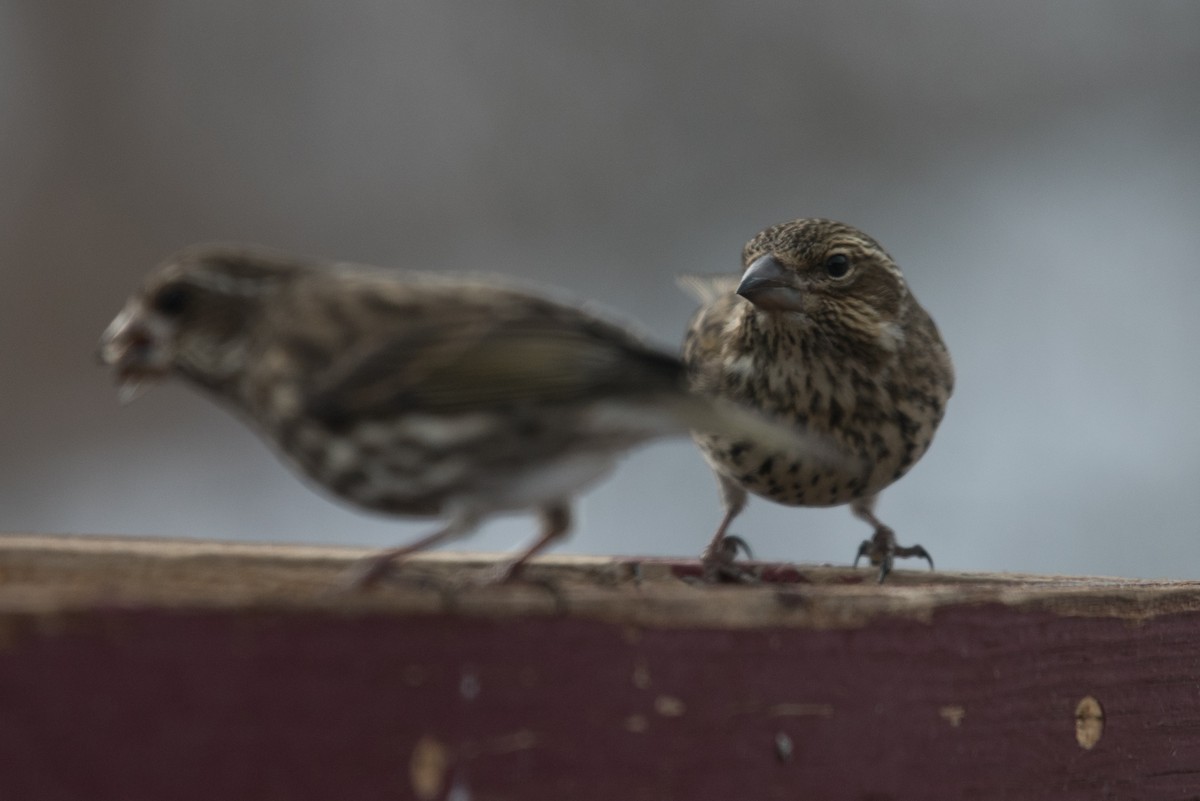 Cassin's Finch - ML614727913