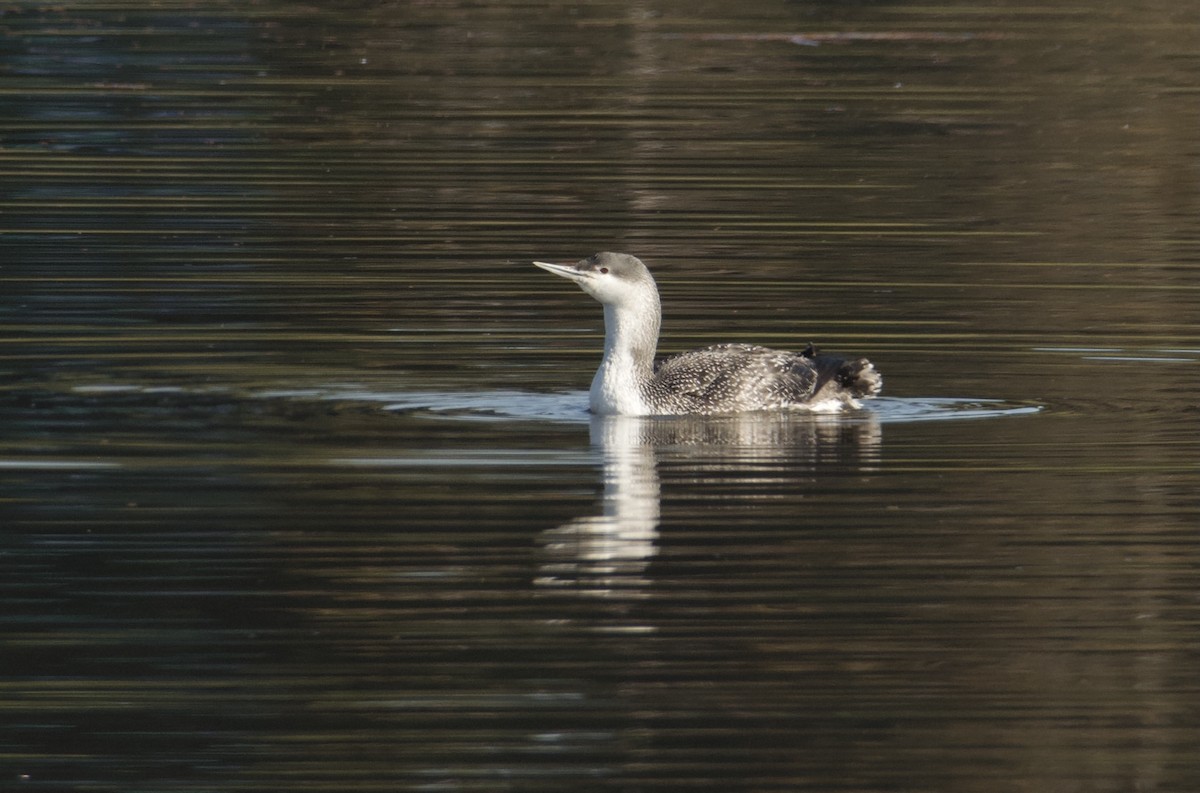 Red-throated Loon - ML614727921