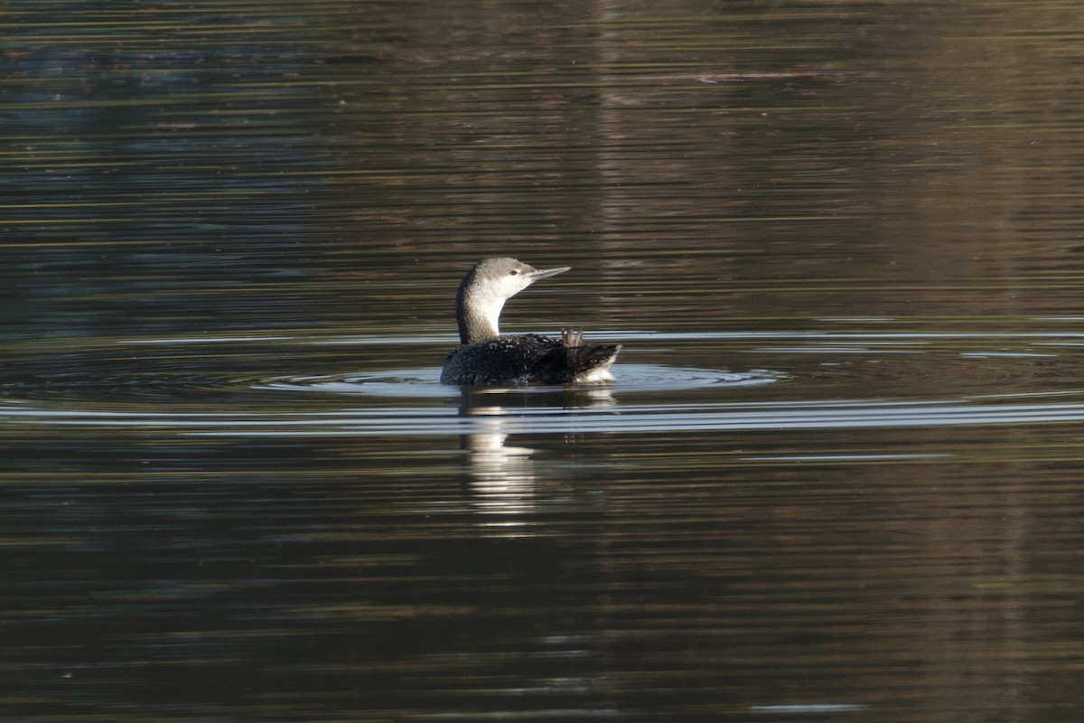 Red-throated Loon - ML614727922