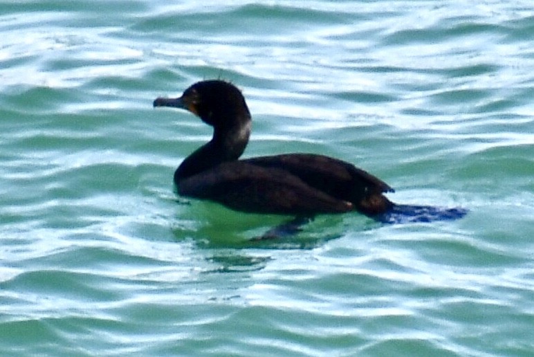 Cormorán sp. - ML614727930