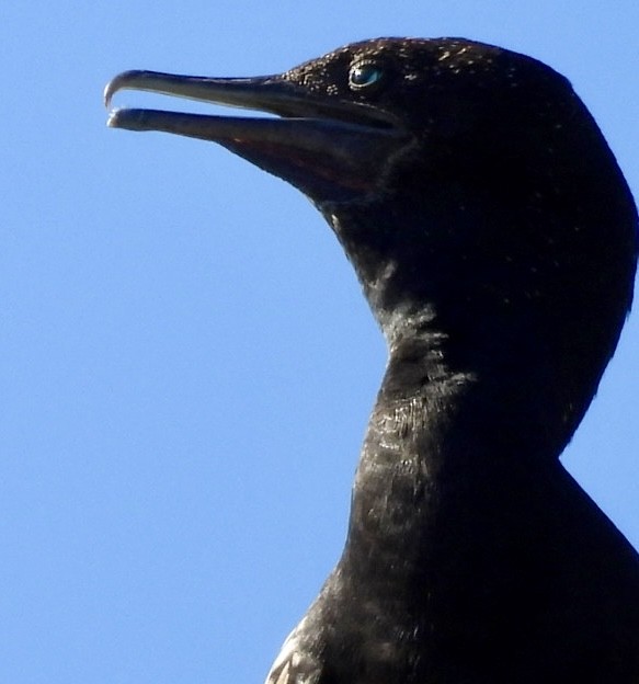 Little Black Cormorant - ML614727949