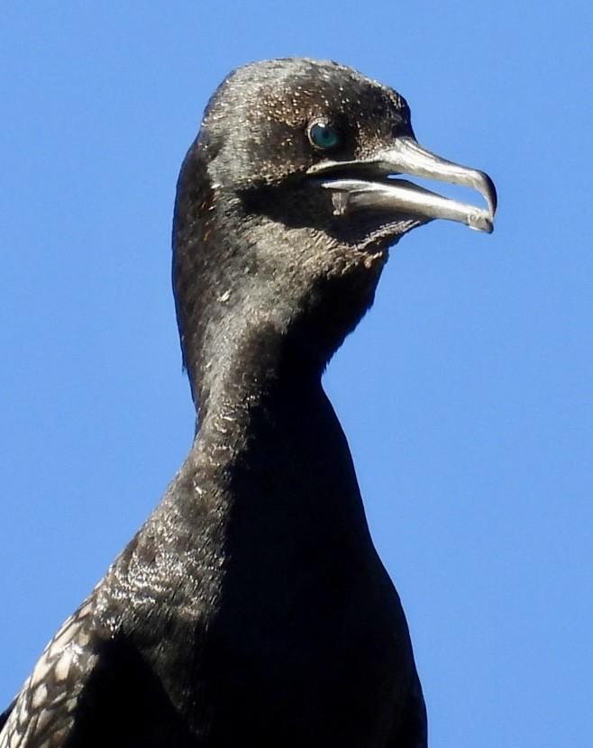 Little Black Cormorant - ML614727951