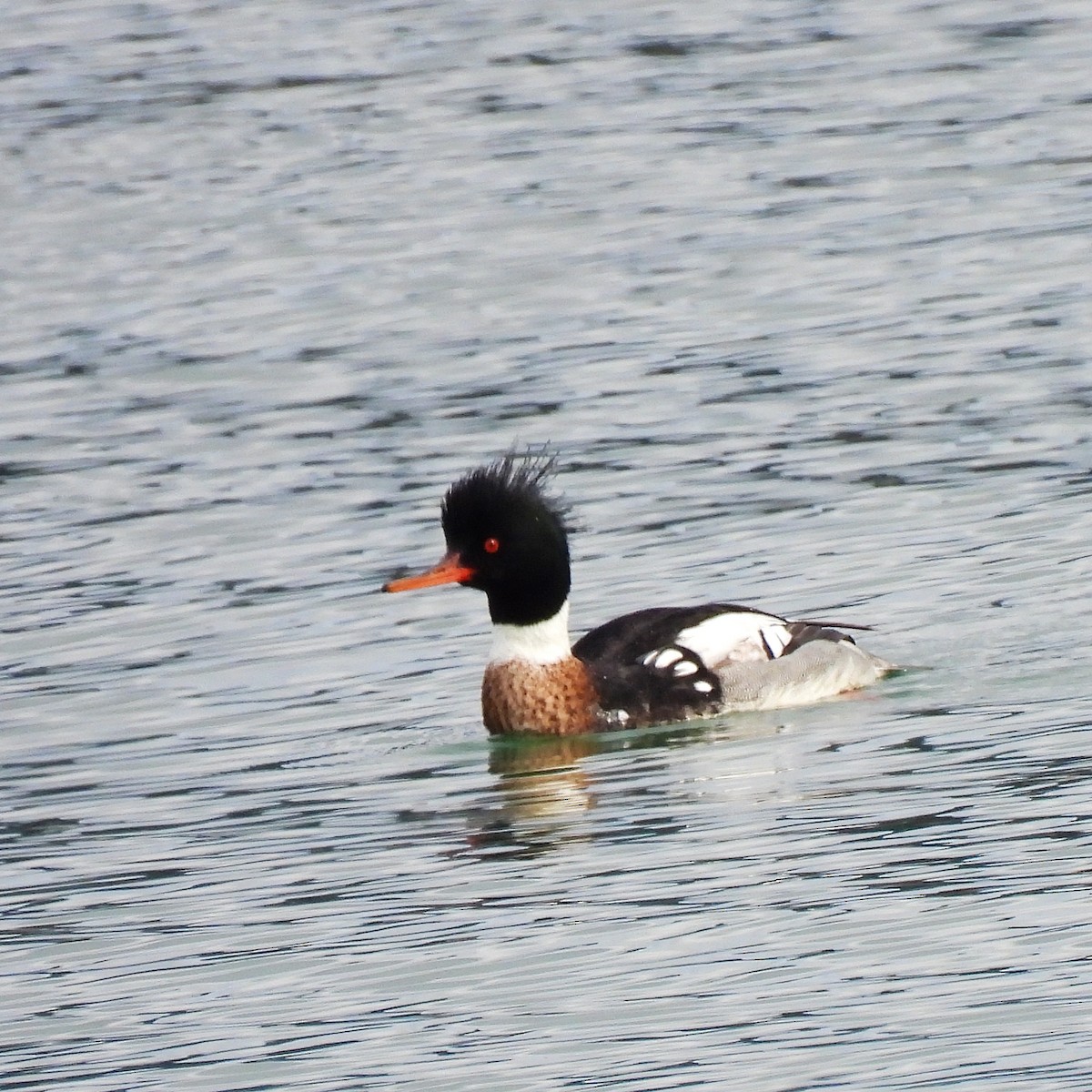 Red-breasted Merganser - ML614728013