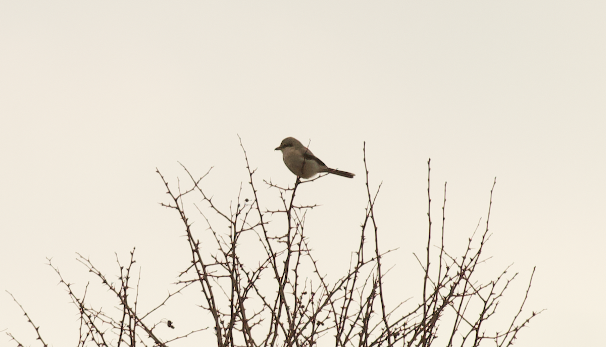 Northern Shrike - Justin Santiago