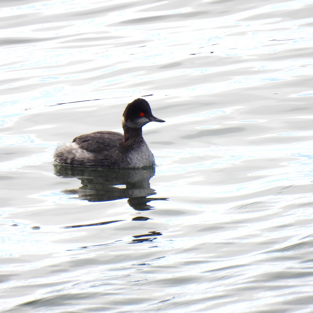 Eared Grebe - ML614728030