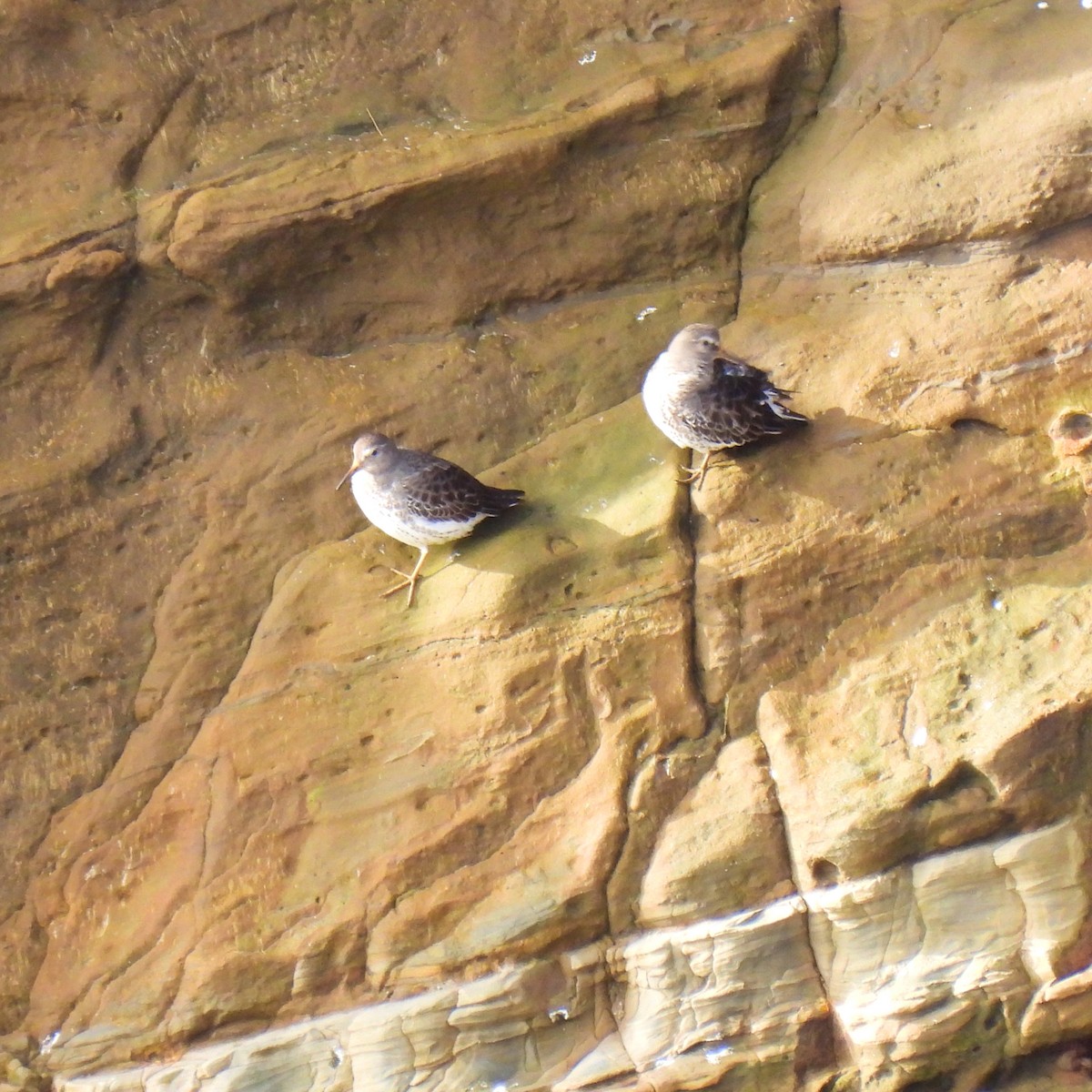 Rock Sandpiper - Susan Kirkbride