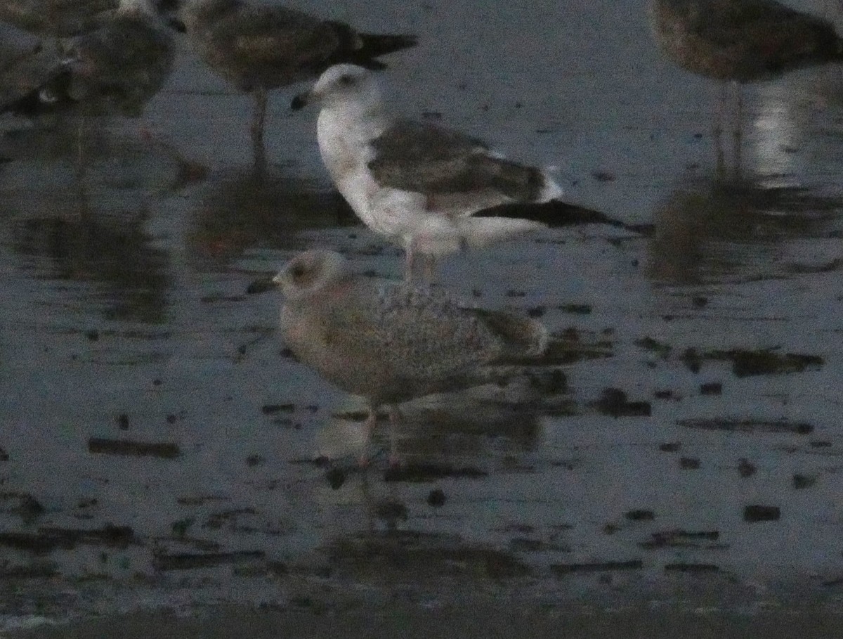 Iceland Gull (Thayer's) - Nick Lethaby