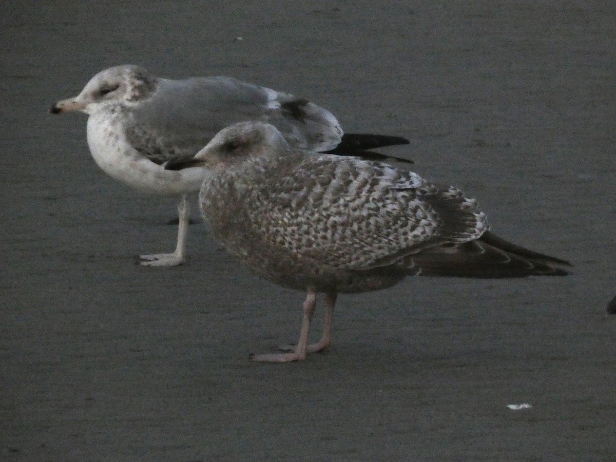 Iceland Gull (Thayer's) - Nick Lethaby