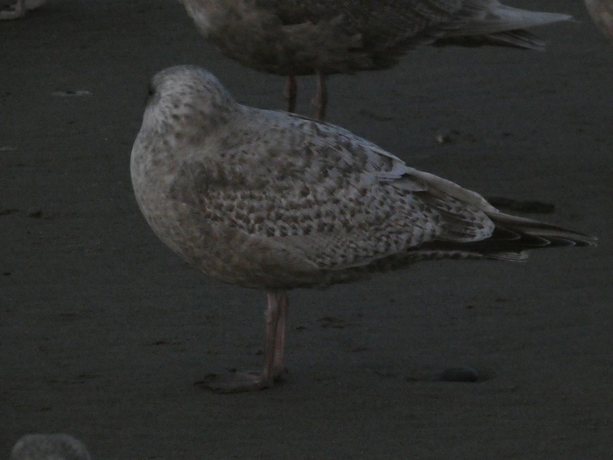 Gaviota Groenlandesa (thayeri) - ML614728082