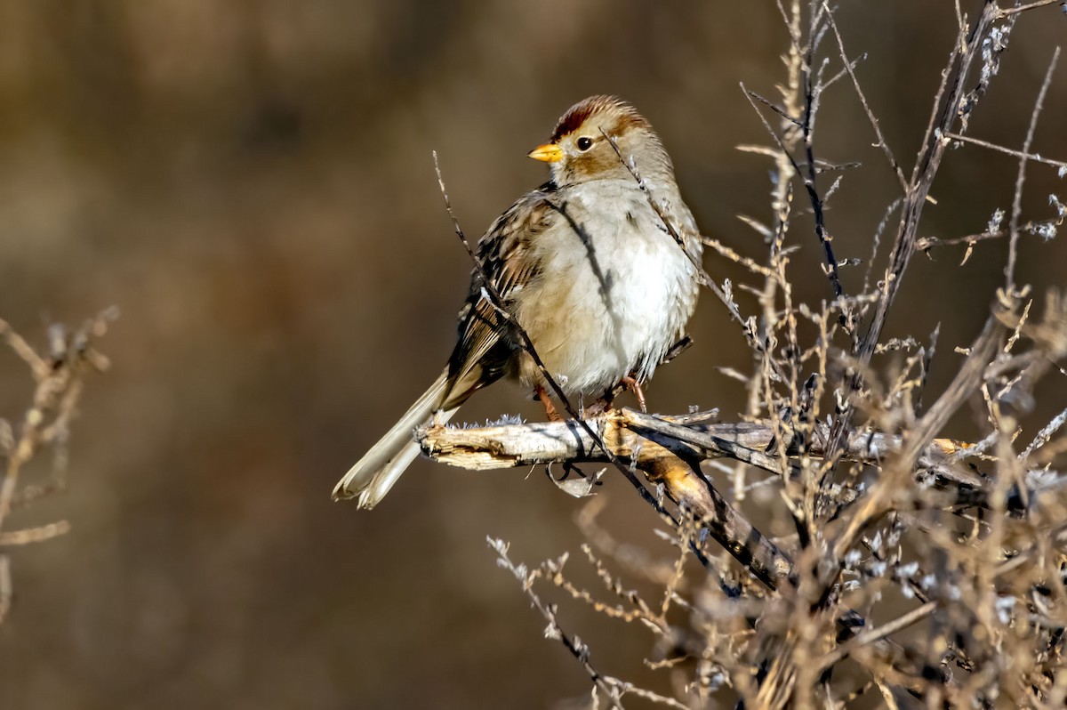 White-crowned Sparrow - ML614728083