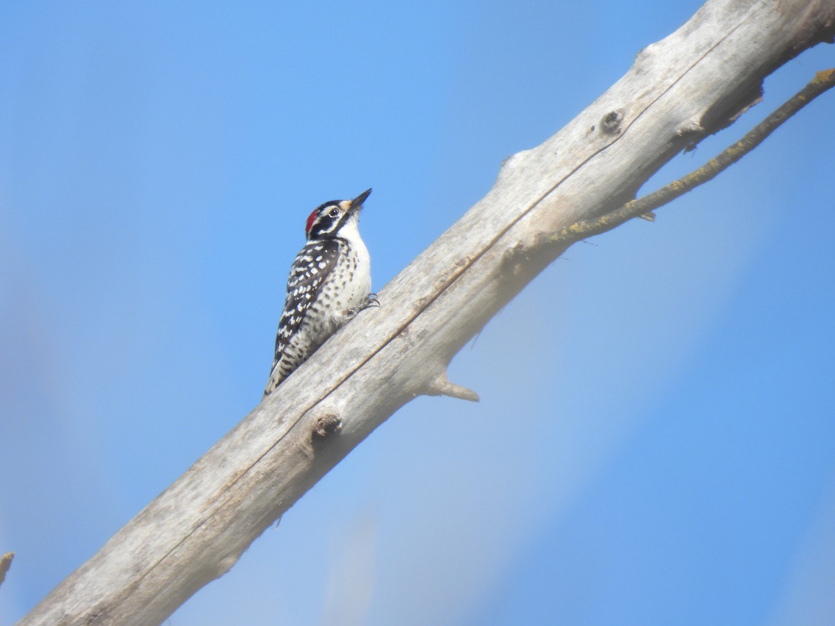 Nuttall's Woodpecker - ML614728086