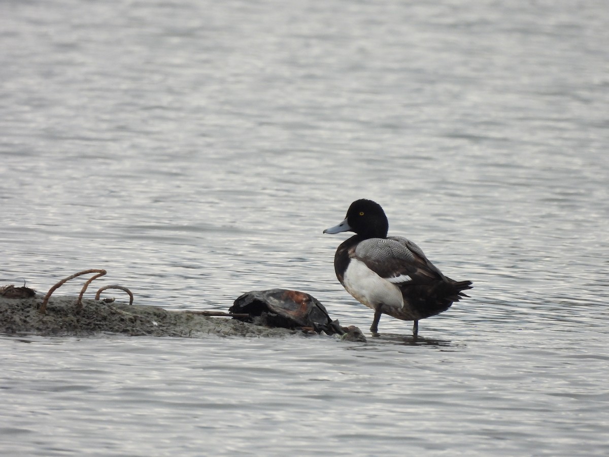 Greater Scaup - ML614728149
