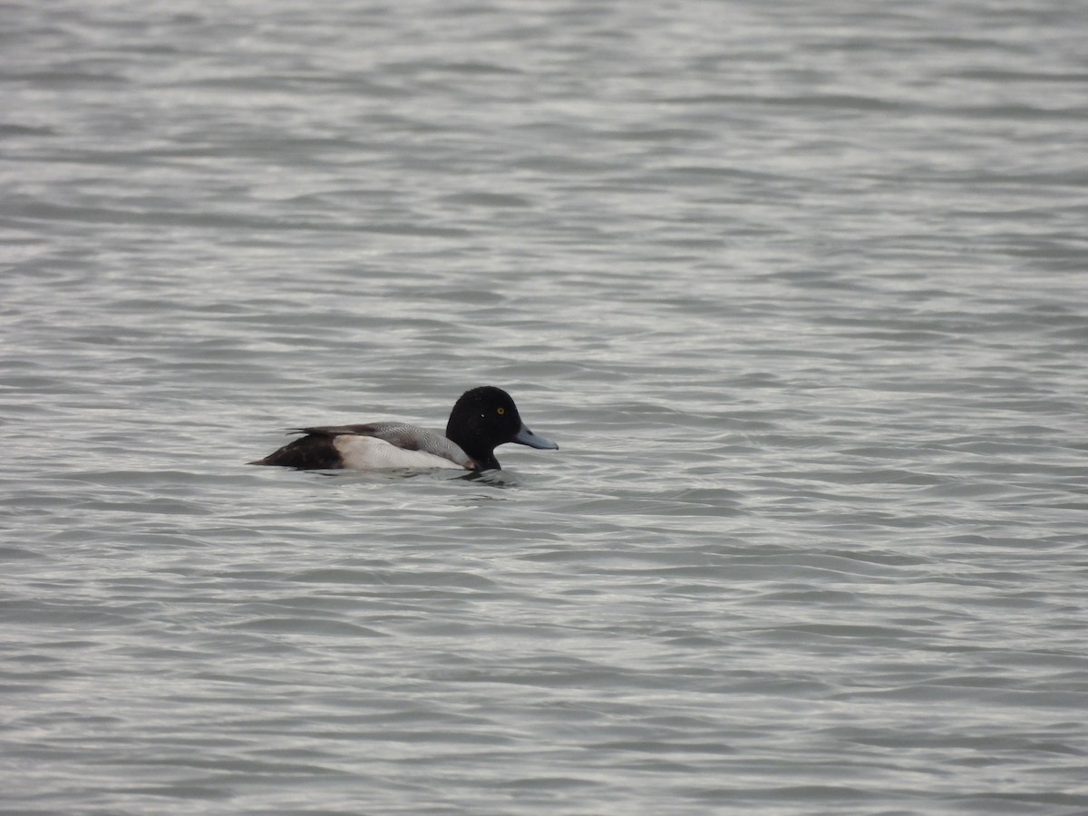 Greater Scaup - ML614728151