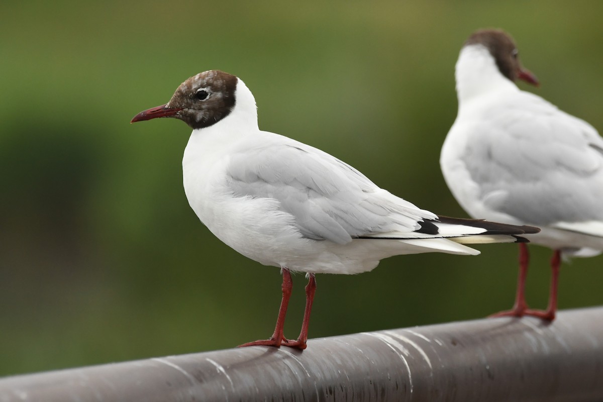 Black-headed Gull - Hayato Ishibashi