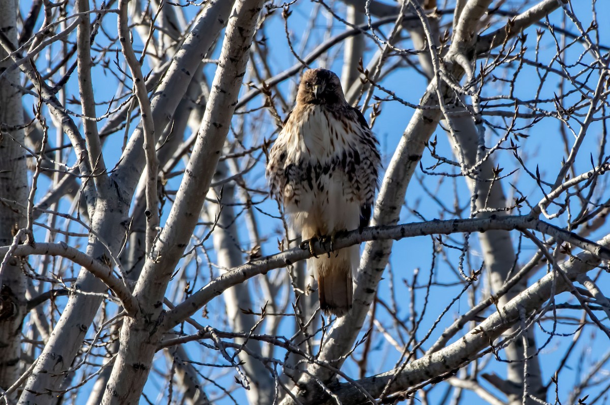 Red-tailed Hawk - ML614728246